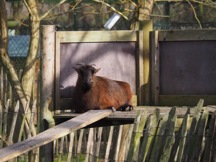 Lens Polder kinderboerderij in Nieuwpoort (Belgie)